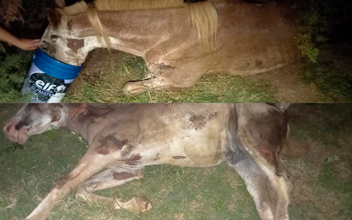 Piden ayuda para asistir a un caballo en Río Tala