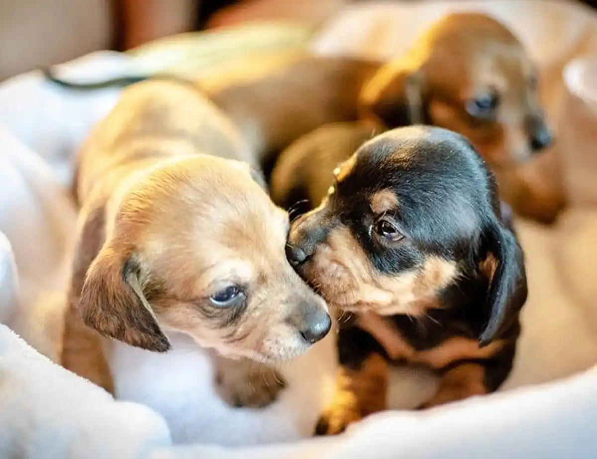 Salud de tu perro: cómo desparasitar a un cachorro