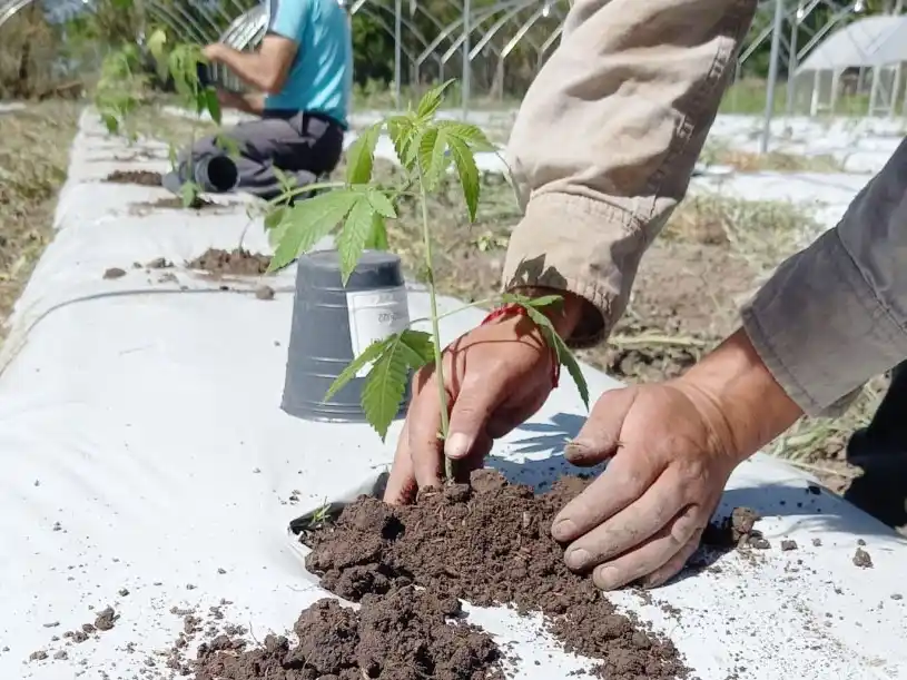 Gualeguaychú será sede del Encuentro Cannábico del Litoral