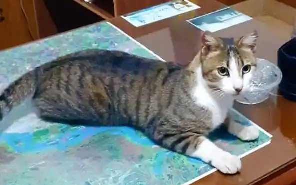 Mascota perdida
