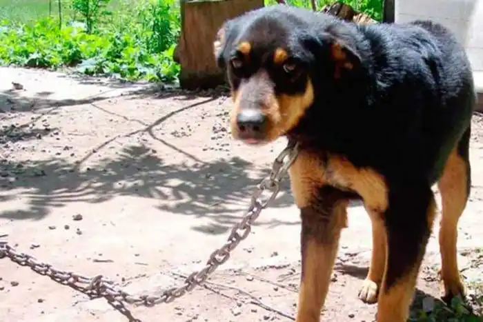 Indignación en San Salvador: Una  perra murió atada al sol y sin agua