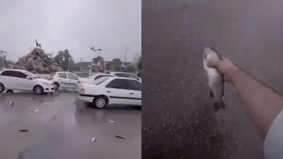 ¡RARO FENÓMENO! Volvió a registrarse LLUVIA DE PECES, ¿por qué ocurre? (+VIDEO)