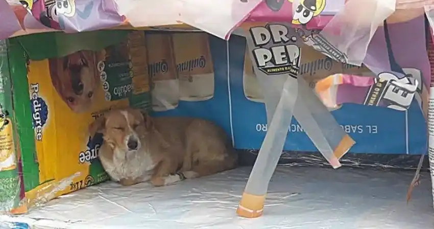 Un grupo de voluntarios construye cuchas con materiales reciclados