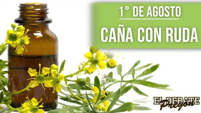 ¿Por qué se toma caña con ruda este 1° de agosto?