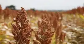 Sorgo: 3.780 kg/Ha son necesarios para cubrir los costos en la provincia