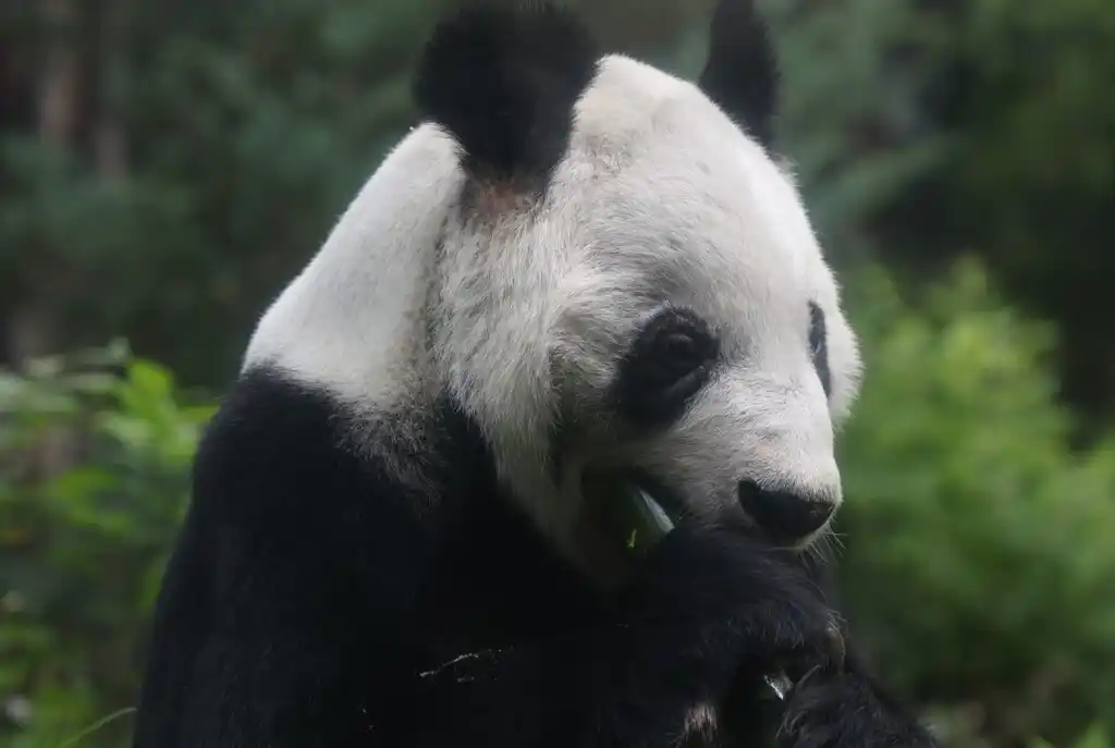 Xin Xin es una panda gigante hembra nacida en el Zoológico de Chapultepec en la Ciudad de México,