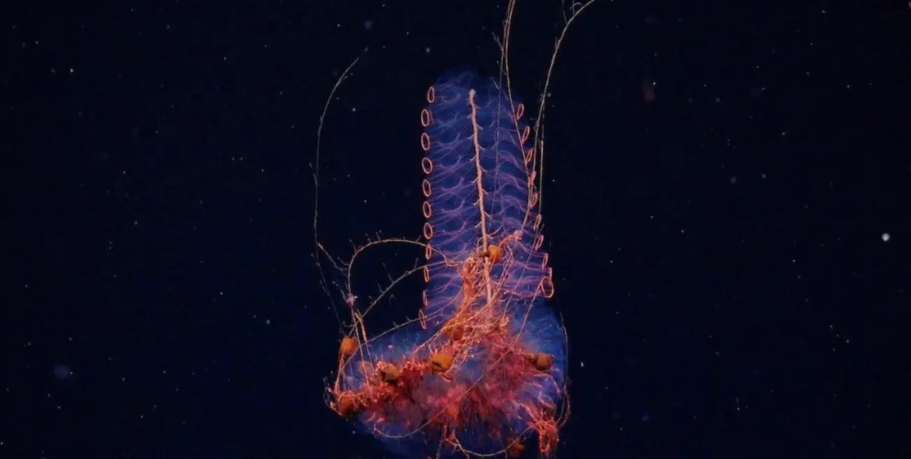 La "estrella culona" y unas 40 especies nuevas: el fructífero saldo de la expedición del Conicet bajo el mar