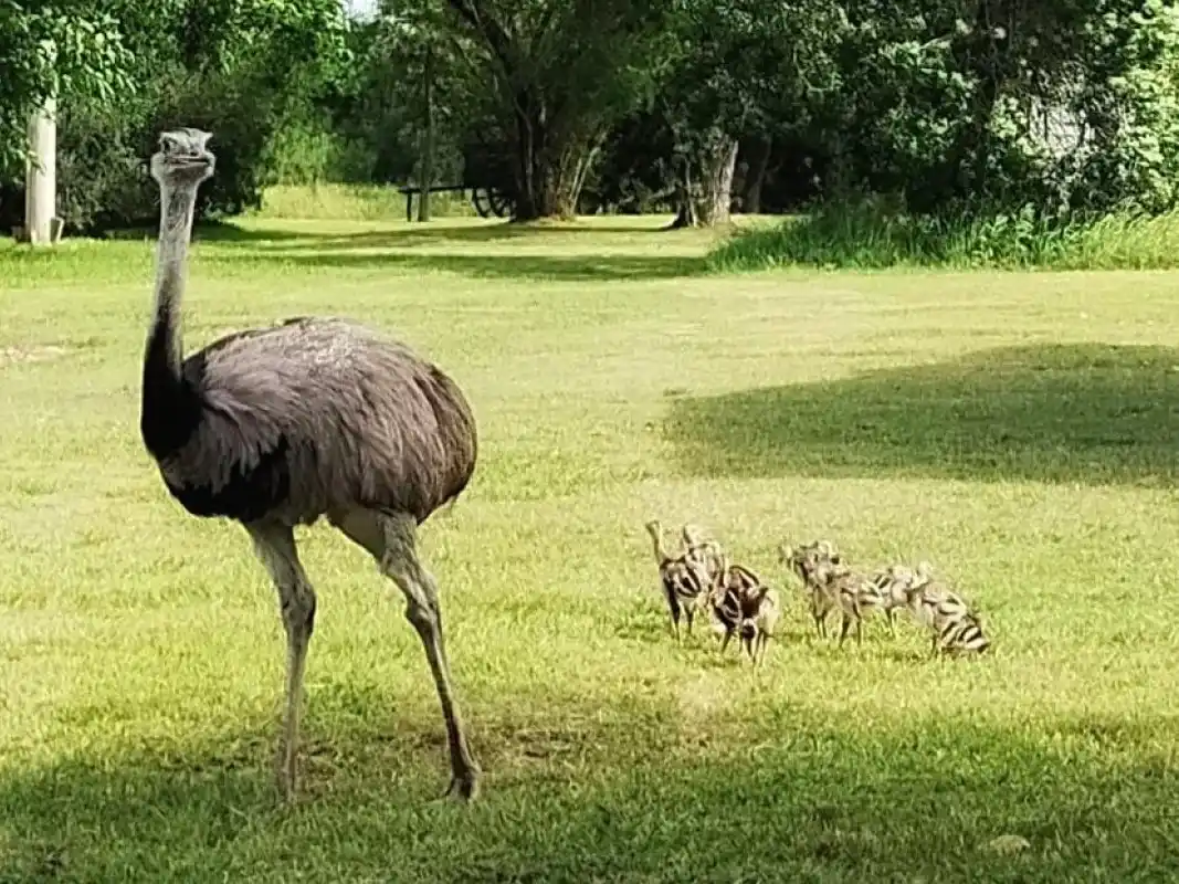 Nacieron charitos de ñandú en la Reserva Natural Las Piedras