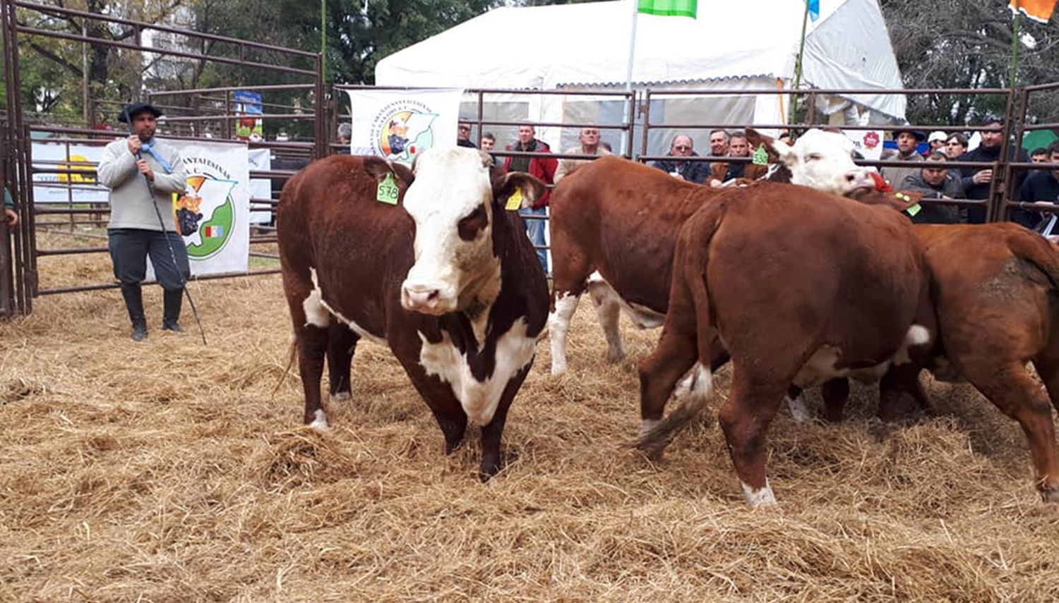 Se vendió un toro Holando colorado por $440.000 en Córdoba