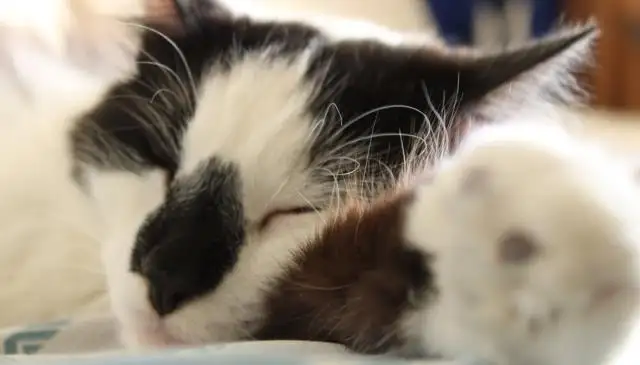 Descubren que una vacuna para gatos podría ser la solución para el COVID-19