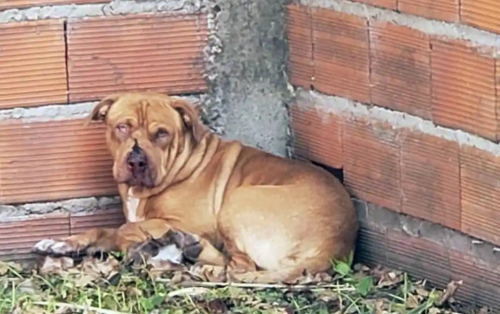Un chiquito entrerriano de 5 años sufrió heridas graves tras ser atacado por un pitbull