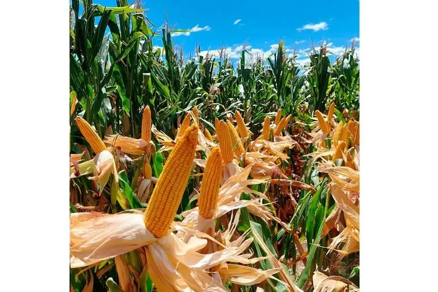El desafío del campo: entre la sequía, las retenciones y la incertidumbre