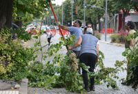 El Municipio avanza con las tareas de poda en av. Colón
