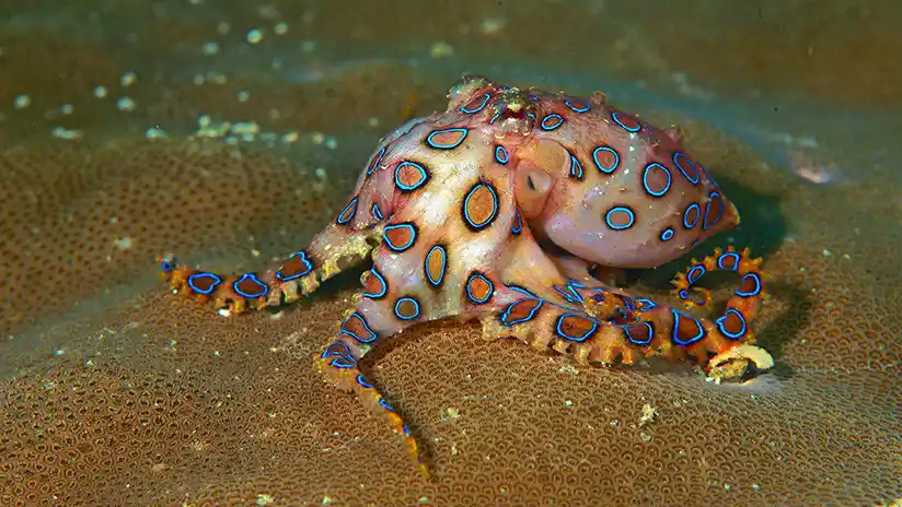 Una niña le regala a su padre dos conchas marinas sin saber que ocultaban un peligro mortal