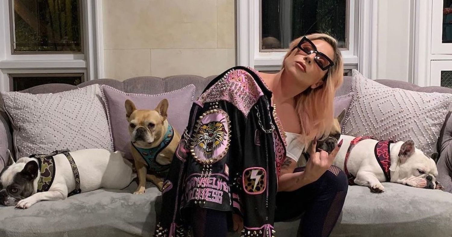 Balearon al paseador de perros de Lady Gaga y le robaron dos de sus bulldogs