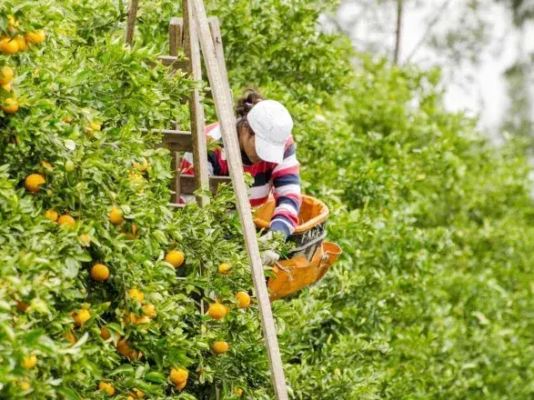 Ya está abierta la venta de cítricos a Panamá