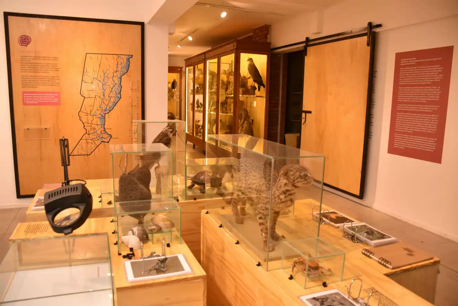 El Museo Ameghino renovó su propuesta e invita vivir una nueva experiencia