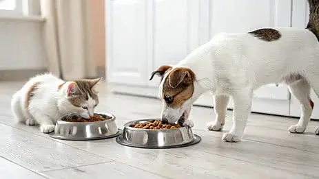 Cómo guardar el alimento de perros y gatos para evitar que se deteriore