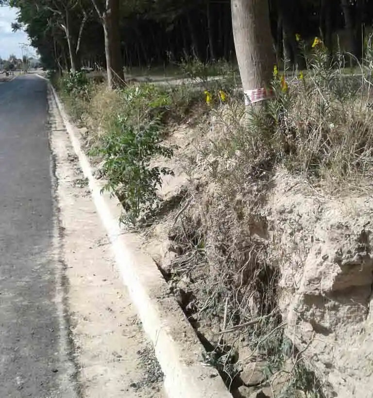 Av. 10: cortaron raíces de árboles