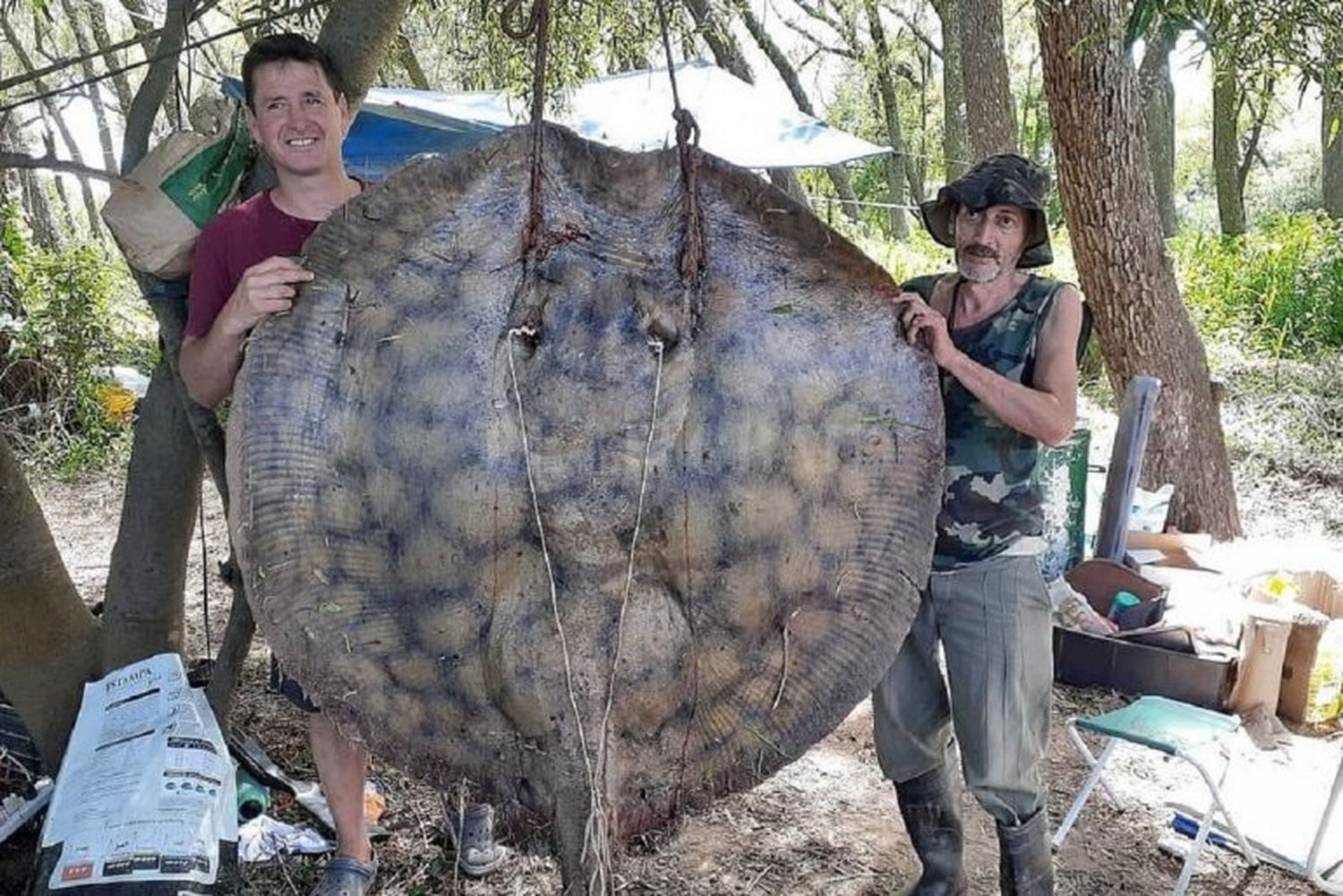 Pescadores capturaron una raya de 153 kilos en el Río Paraná