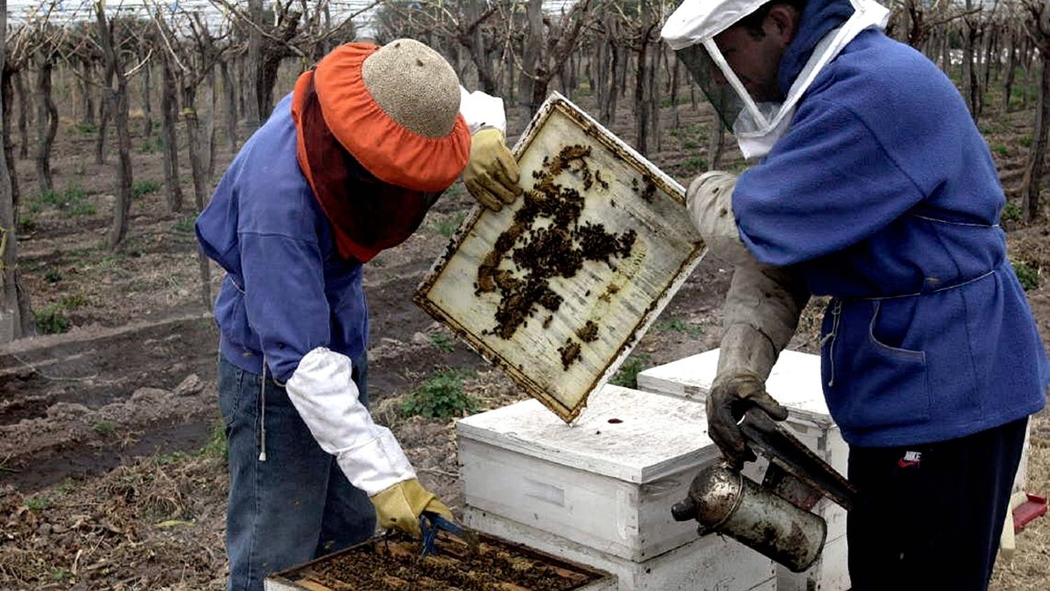 La producción de miel cayó un 15% arrastrando al consumo interno y externo