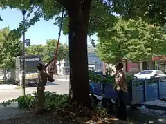 Por tareas de poda en av. Colón, habrá cortes de tránsito y cambios en el recorrido de los colectivos