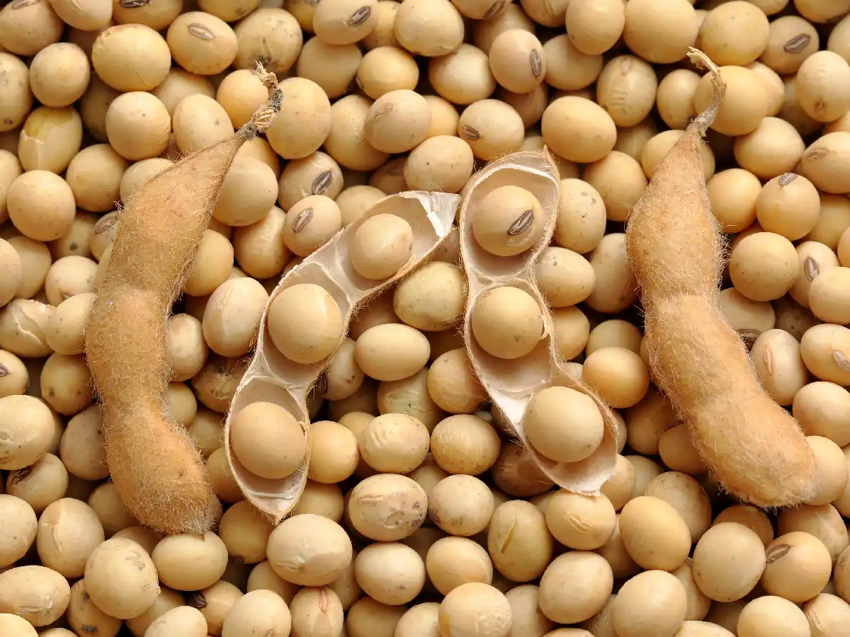 Agroindustria aprobó la primera soja tolerante a la sequía