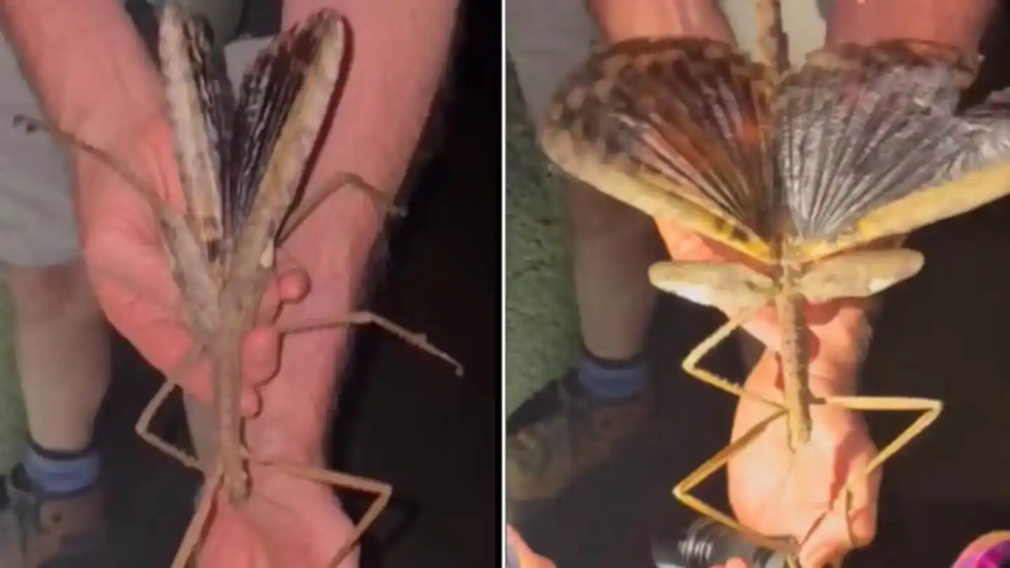 Descubren un insecto palo gigante en selva australiana (Fotos: Universidad James Cook).