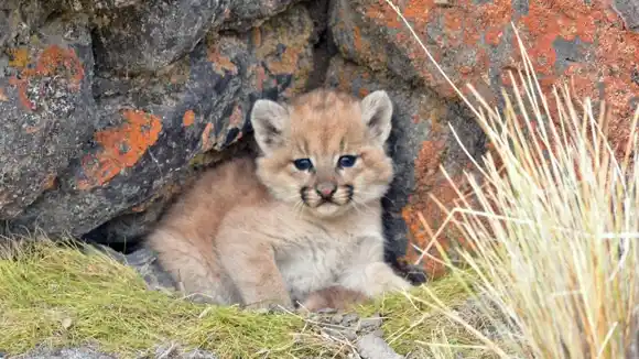 Detuvieron a un joven por matar a un cachorro de puma