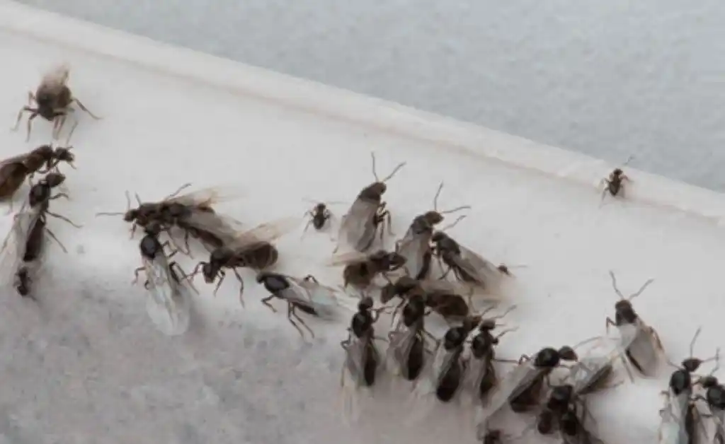 Rosario sufre una invasión de hormigas voladoras