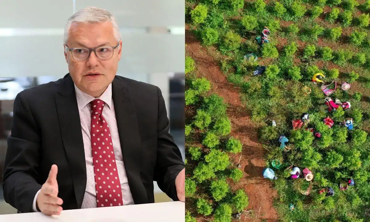 Petro pagará a campesinos por dejar de cultivar coca