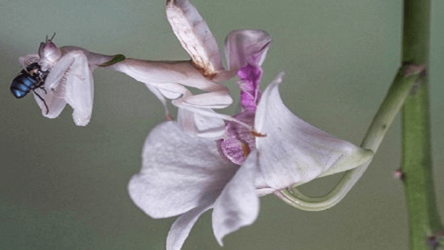 MANTIS ORQUÍDEA:  insecto muy hermoso pero letal