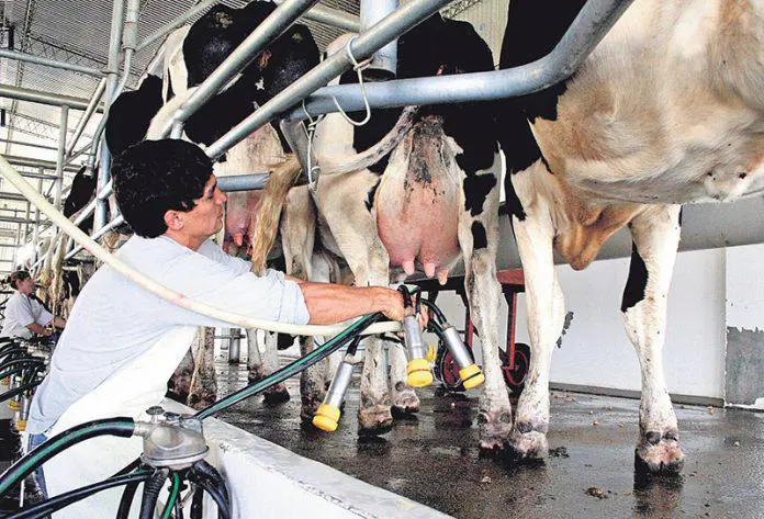 En baja. Desde 2007 se “faenaron” 600 mil vacas de tambo, y solo desde el primer “dólar soja”, 15.000