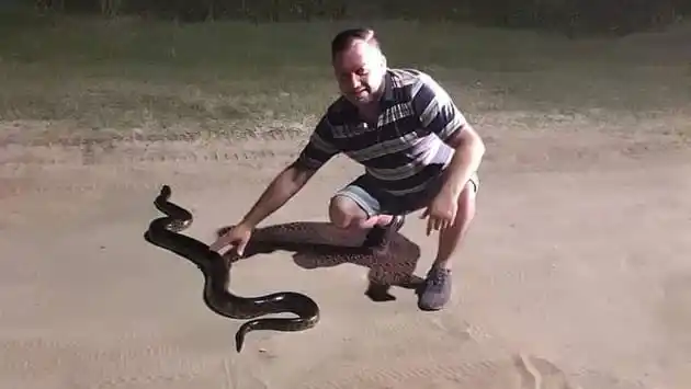 El intendente de Piedras Blancas, Jorge Fabricio Gino Mesquida, remarcó que el animal es inofensivo 