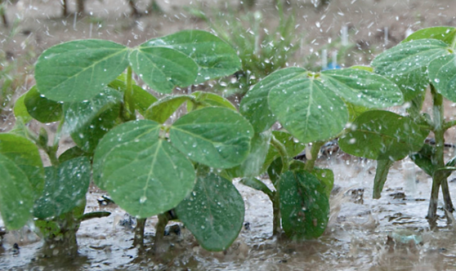 La primavera comenzará con buenas condiciones para los cultivos