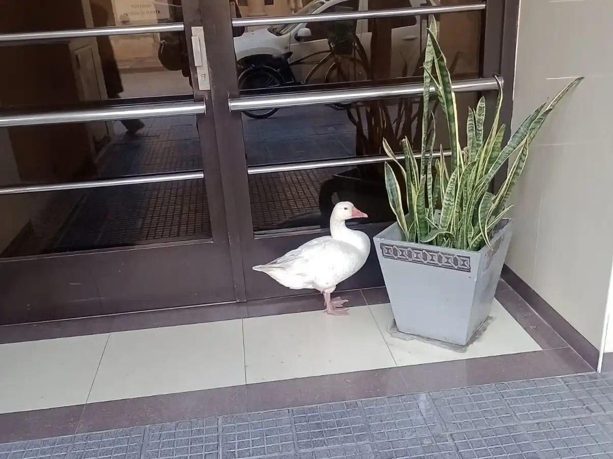 Apareció un ganso en las puertas de Torres del Sol