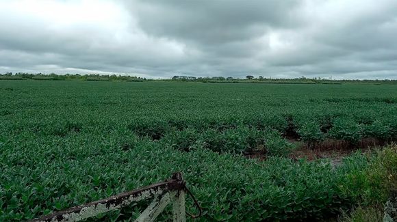 Las lluvias de febrero llegan un poco tarde pero le dan un último envión a la soja y al maíz
