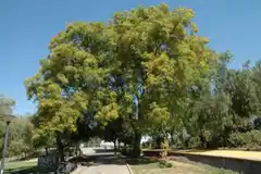 Tipuana Tipu uno de los árboles más lindos del mundo