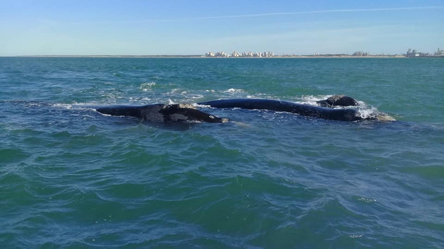 Lobos, focas y ballenas, temas de dos disertaciones