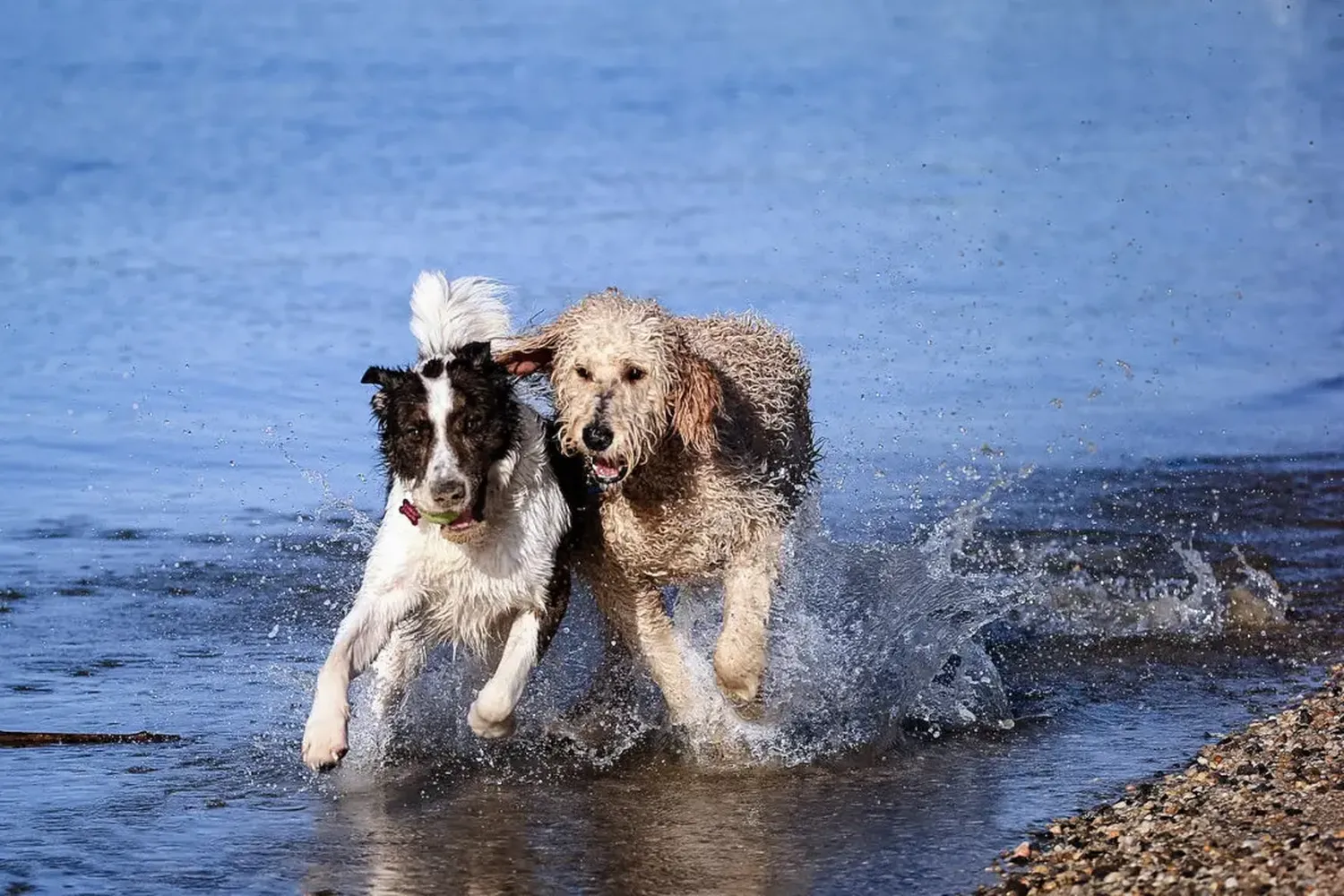 View of Dogs in New York