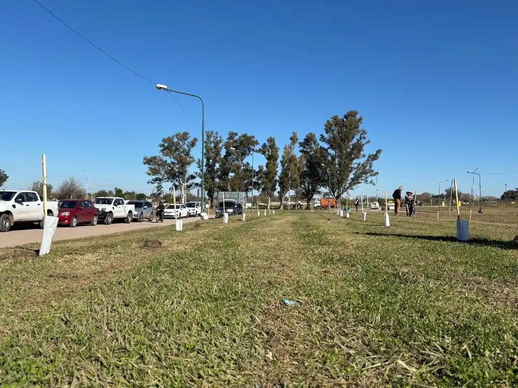 Plantaron 700 árboles en el barrio Mora