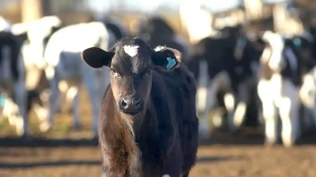 Tamberos entrerrianos aseguran que afrontan  el mayor quebranto sectorial del país