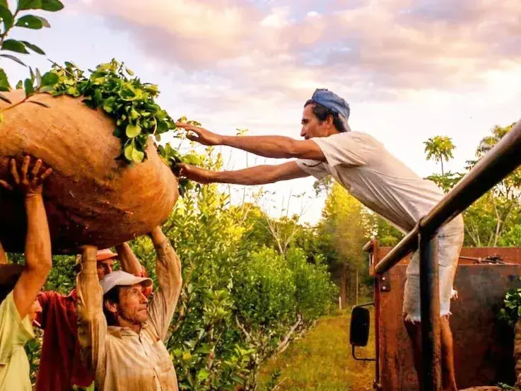 La producción de yerba, vino, leche y maní está “en rojo” por la baja rentabilidad