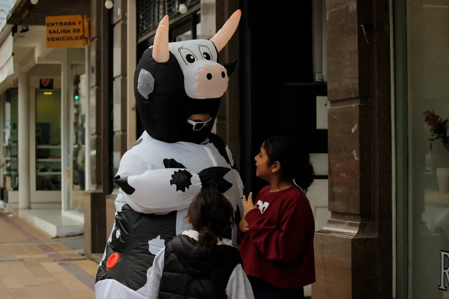 vaca en Tandil - 1