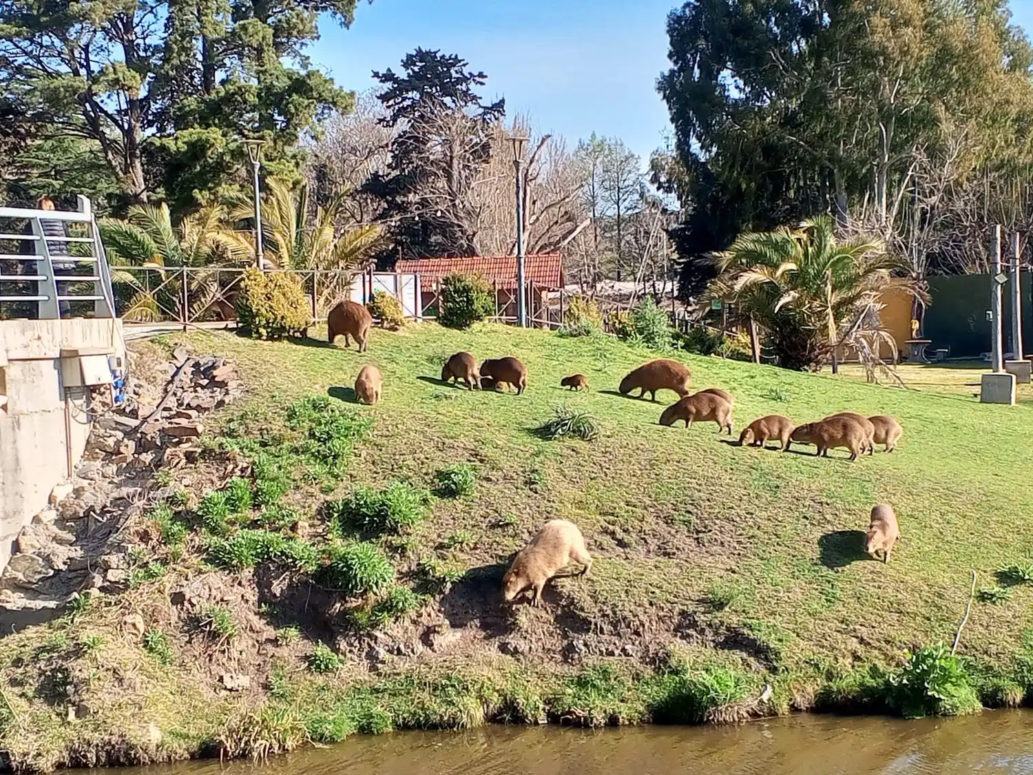 Una familia de carpinchos en la zona del Dique