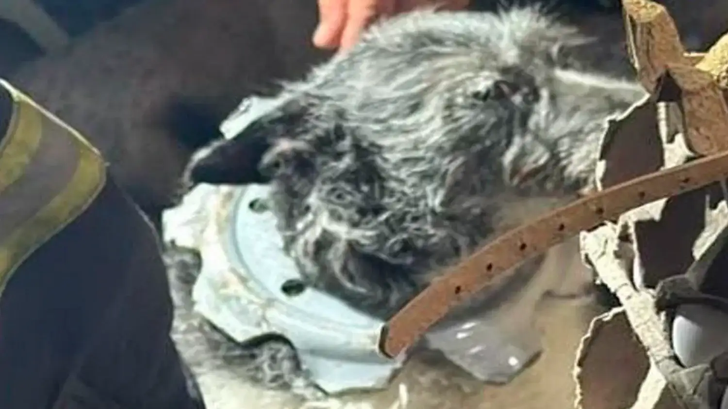 Bomberos rescataron a un perro atrapado en un neumático en Villa Gobernador Gálvez - 1