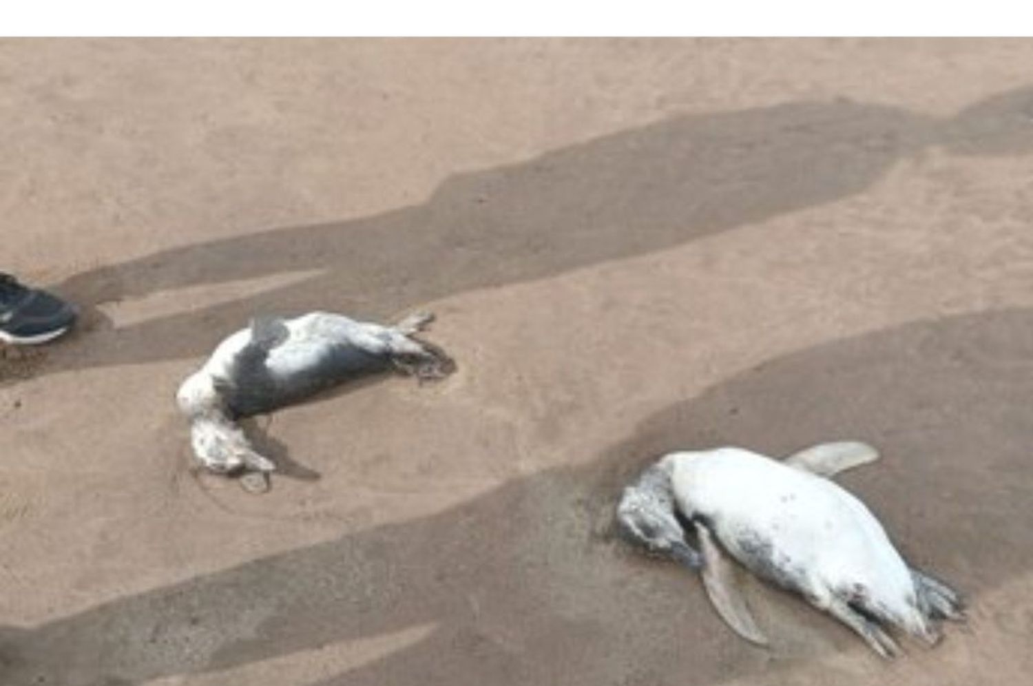 Los pingüinos fueron encontrados sin vida en las playas del sur y del norte.