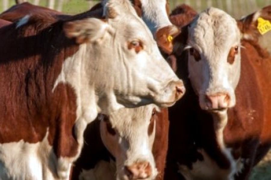 Farer dio a conocer los precios de referencia de hacienda vacuna en Entre Ríos