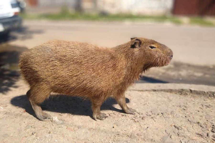 Insólito: intentó dispararle a un carpincho y pero se le escapó un tiro e impactó en un su pierna