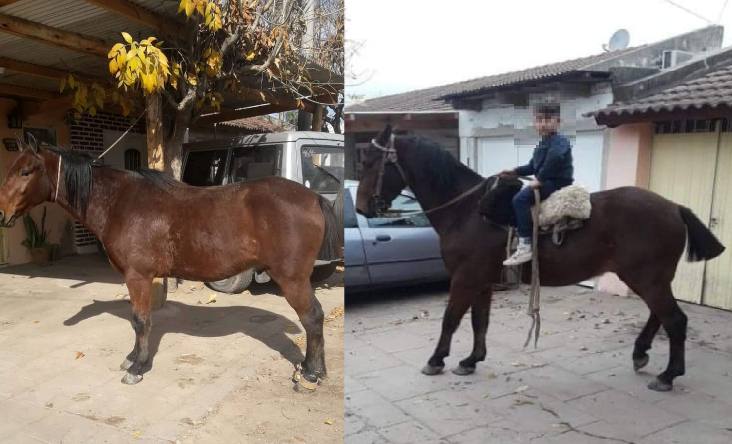 Buscan caballo perdido